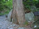大神山神社奥宮巨石を抱き込んだ巨木の根っこ