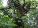 退休寺樹齢６５０年の椎の木
