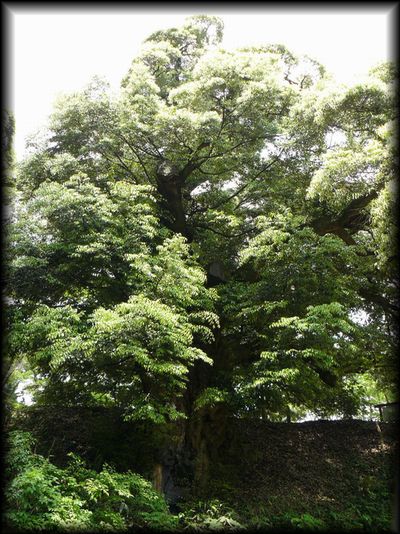 ���˂̑�V�C