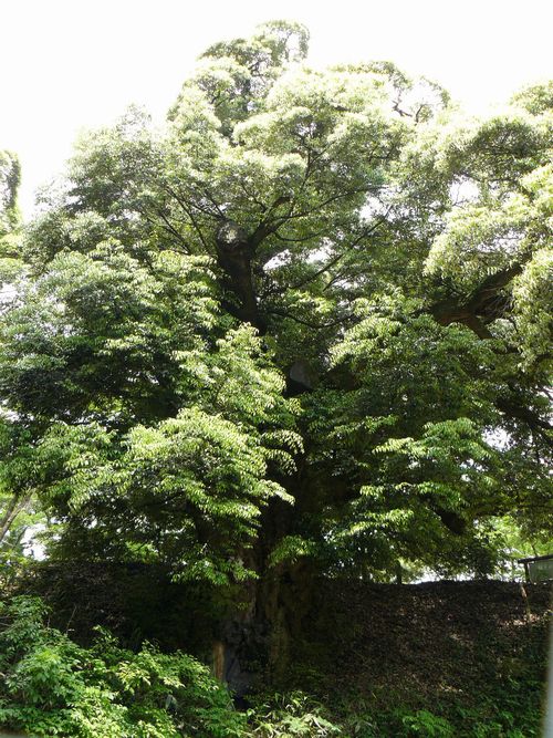 ���˂̑�V�C