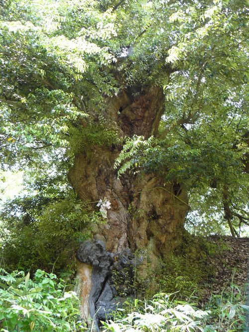 ���˂̑�V�C