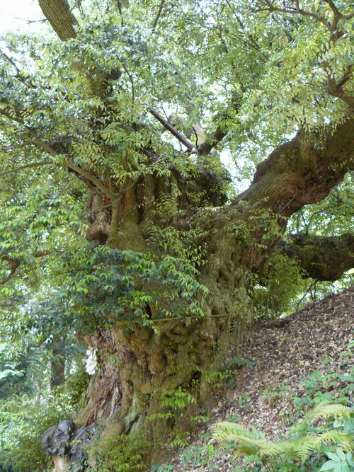 ���˂̑�V�C