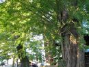 聖神社境内に生える御神木のイチョウの大木